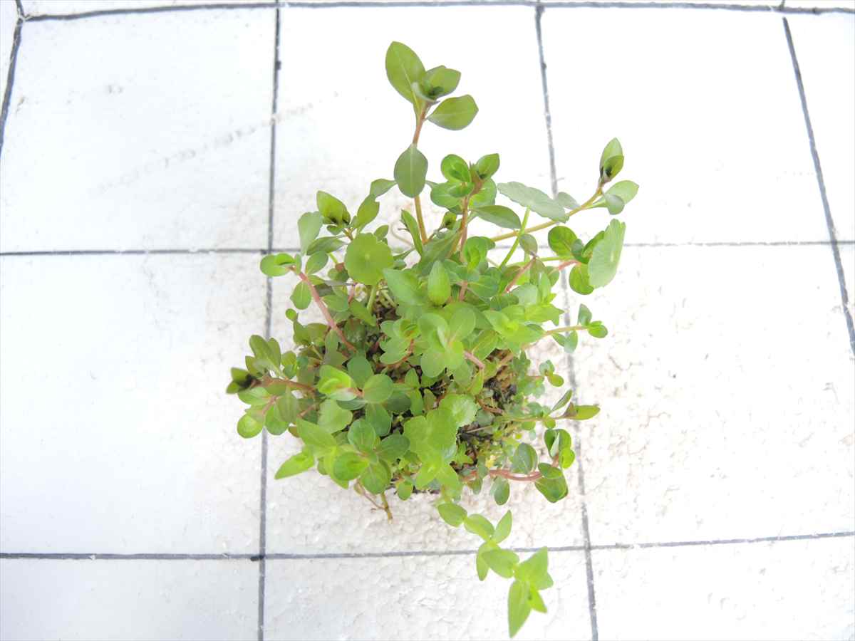 侘び草かれんNo.1の写真3