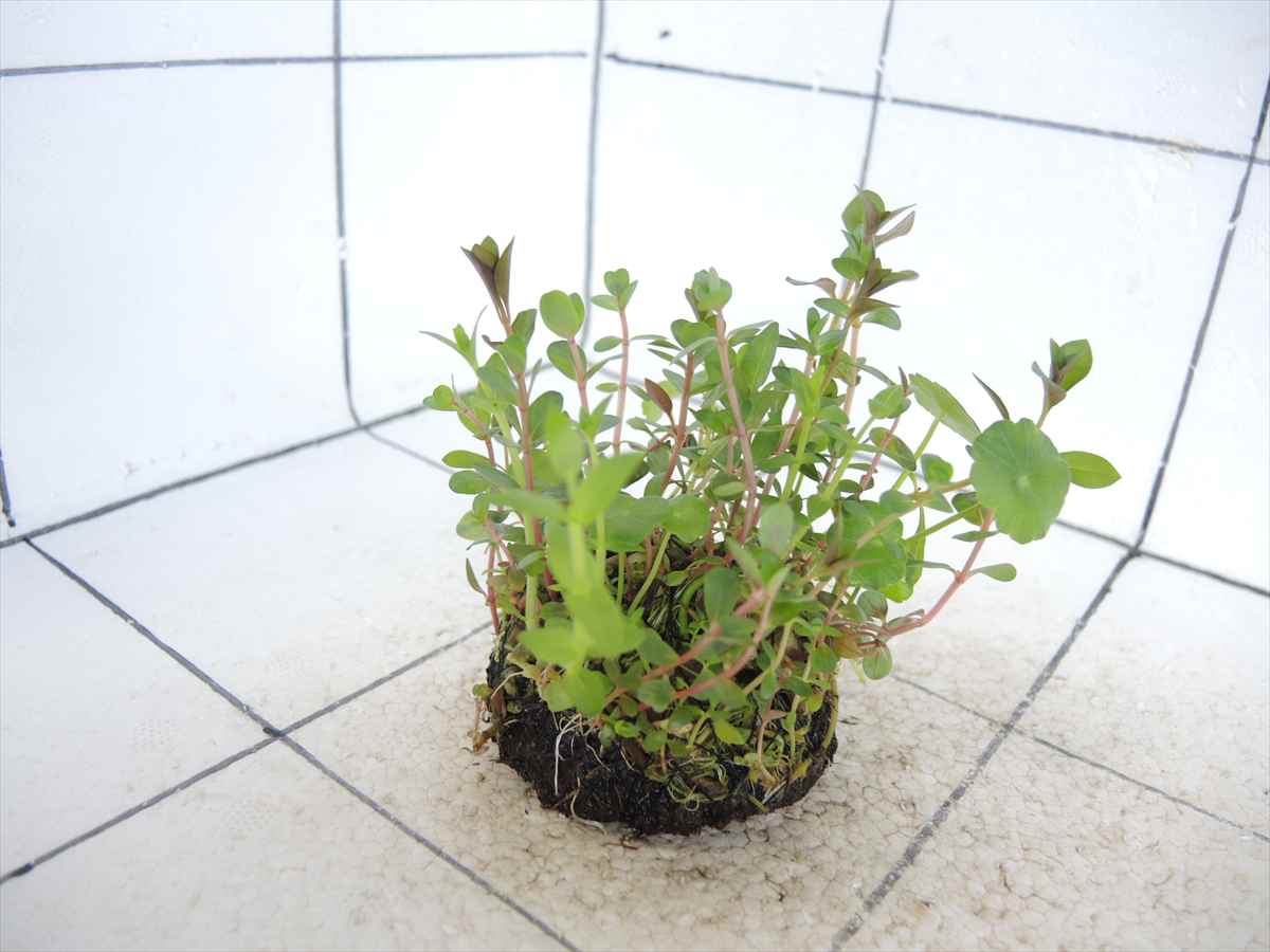 侘び草かれんNo.1の写真4