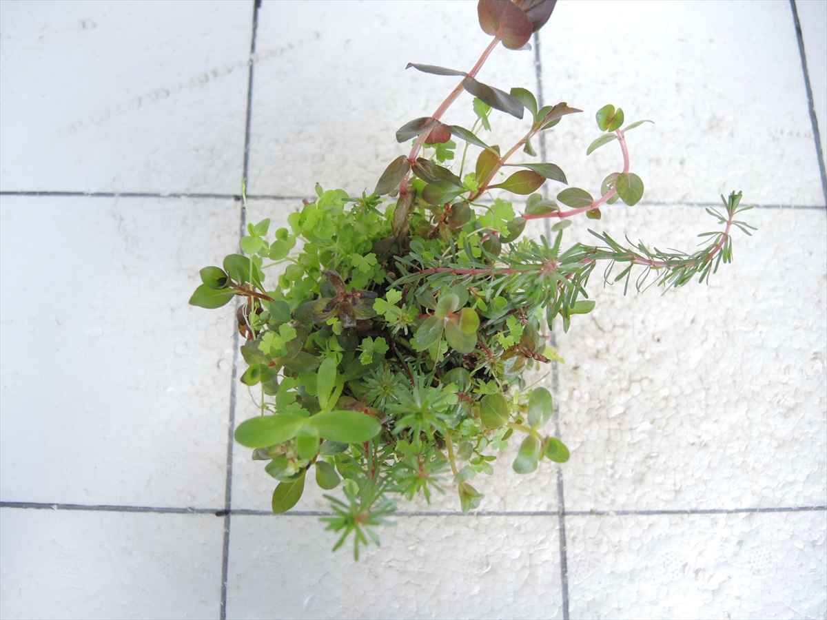 侘び草かれんNo.3の写真3