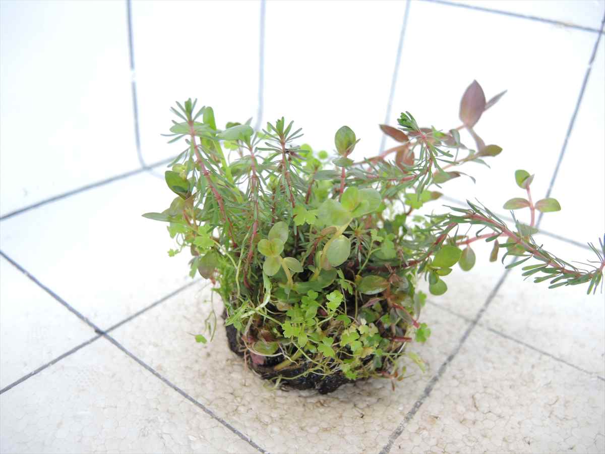 侘び草かれんNo.3の写真4