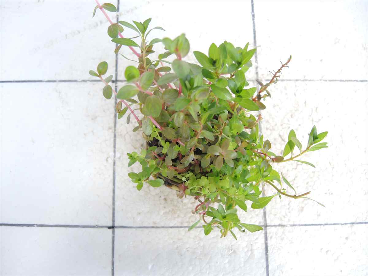 侘び草かれんNo.4の写真3