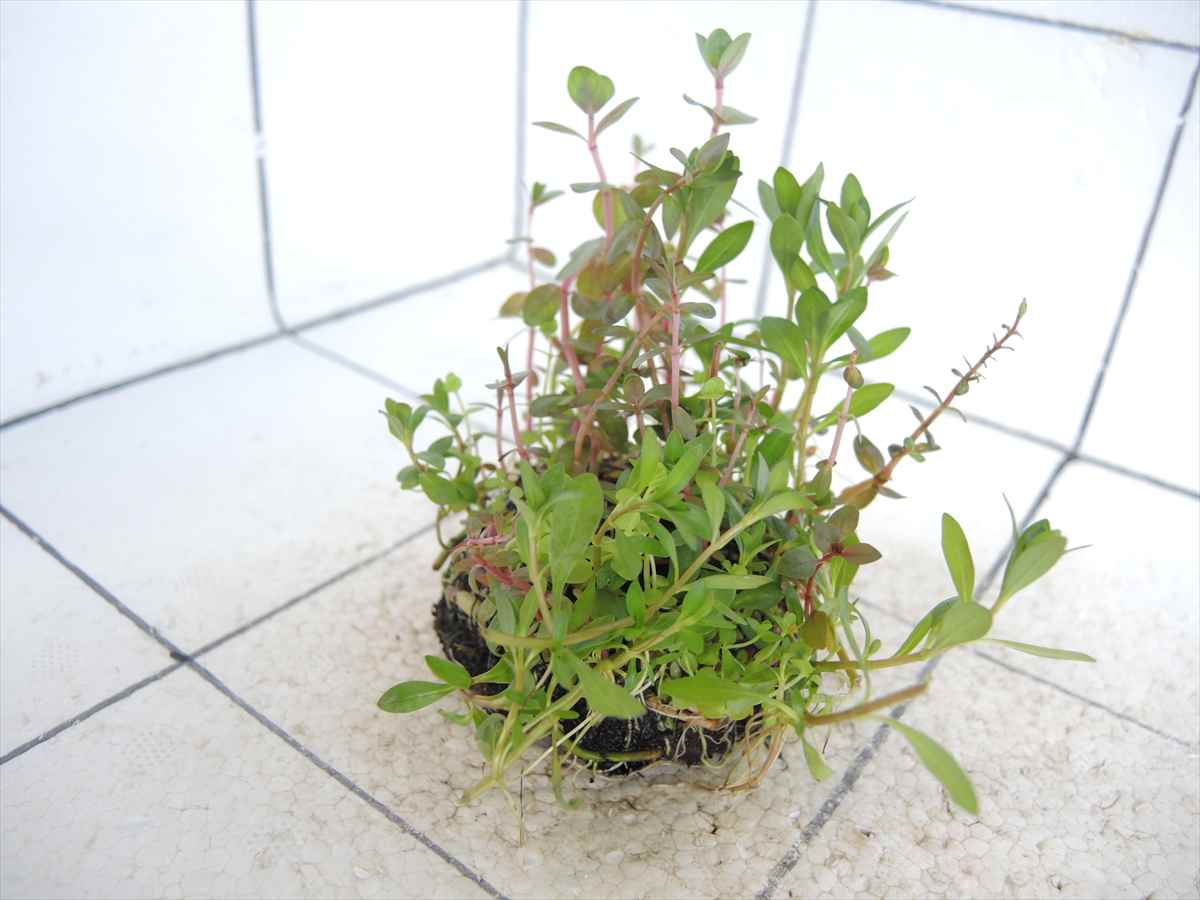 侘び草かれんNo.4の写真4