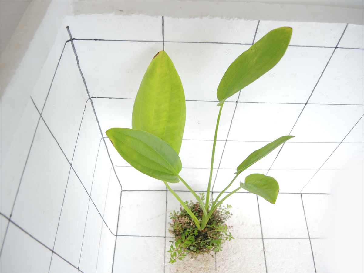 侘び草エキノMIX No.1の写真3