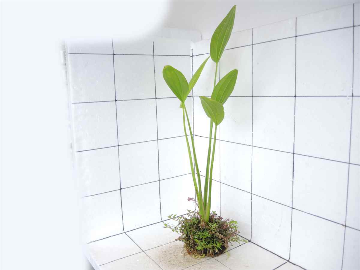 侘び草エキノMIX No.1の写真4