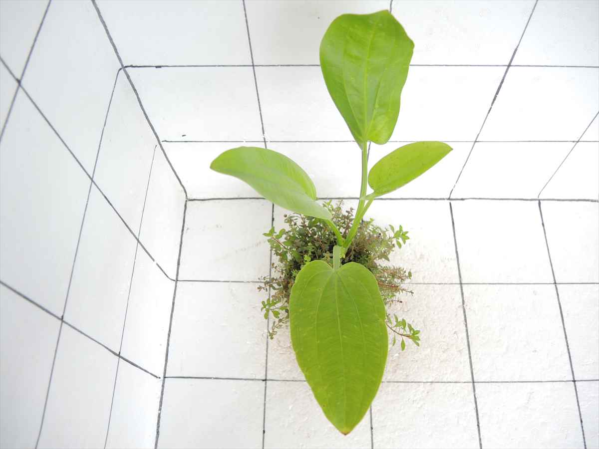 侘び草エキノMIX No.3の写真3