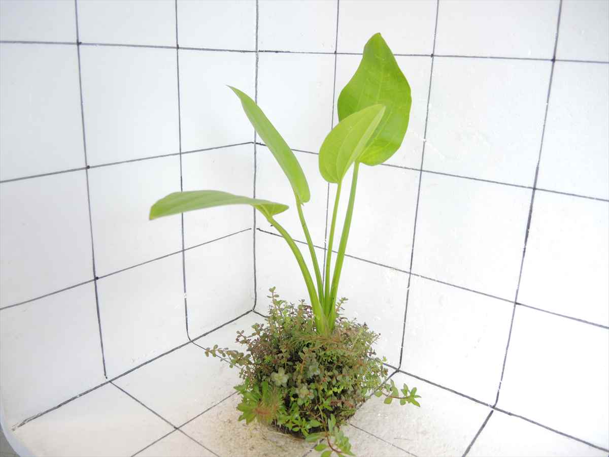 侘び草エキノMIX No.3の写真4