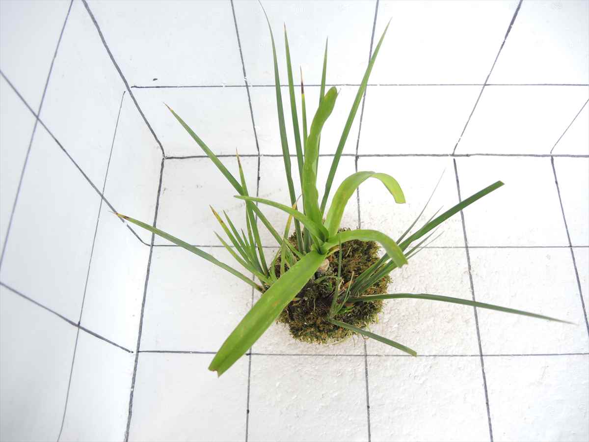 佗び草 水辺MIX No.1の写真3