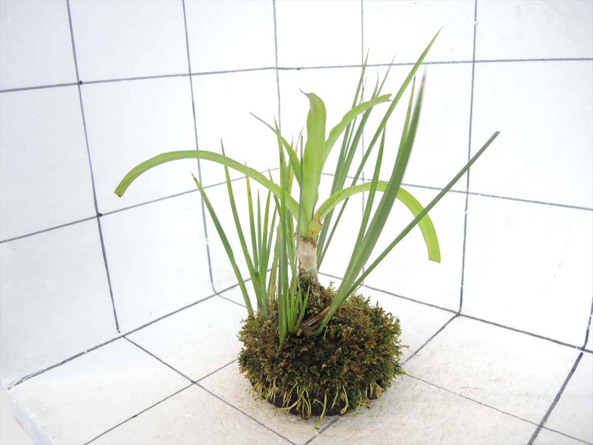 佗び草 水辺MIX No.1の写真4