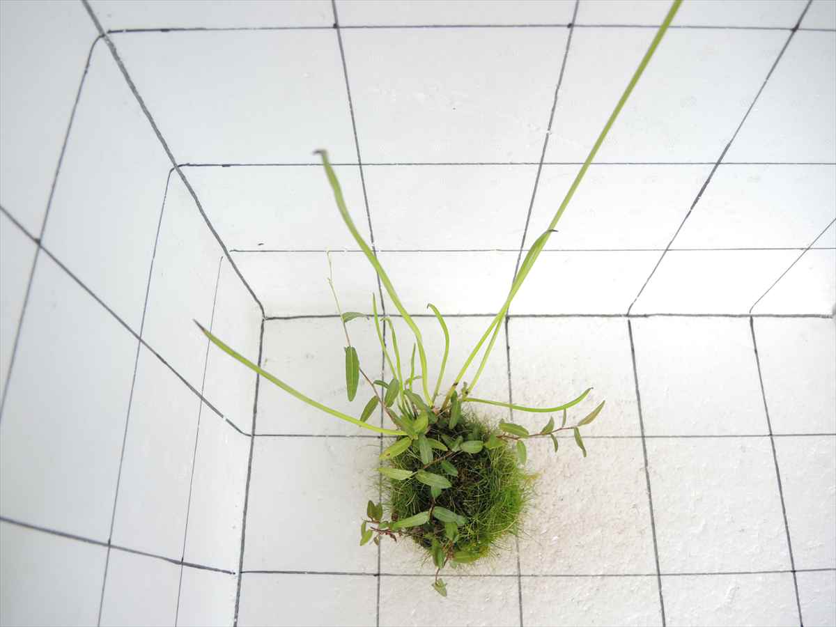 佗び草 水辺MIX No.4の写真3