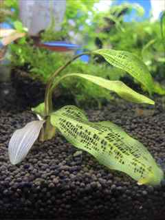 アポノゲトン マダガスカレンシス