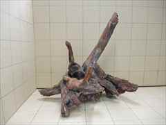 ADA ホーンウッドの販売(アクアマリン熊本)