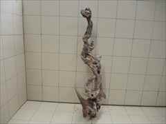 ホーンウッド1007