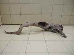 ADA ホーンウッド　HORN WOOD M　未使用品　15本セット　箱売り ADA ホーンウッド HORN WOOD M 未使用品 ① ADA ホーンウッド