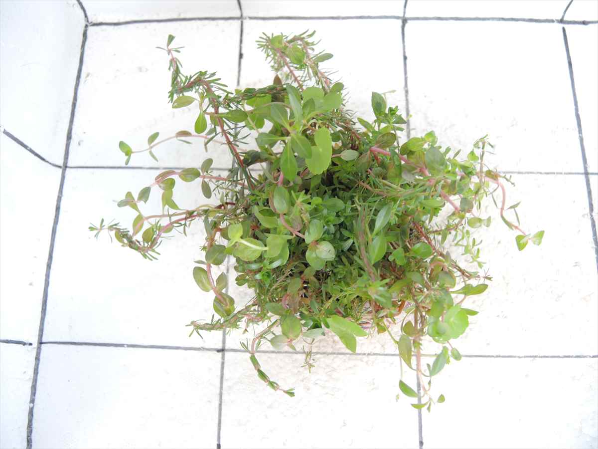 侘び草有茎草MIX No.1の写真3