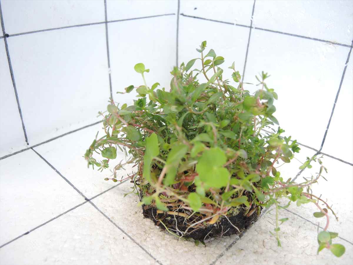 侘び草有茎草MIX No.1の写真4