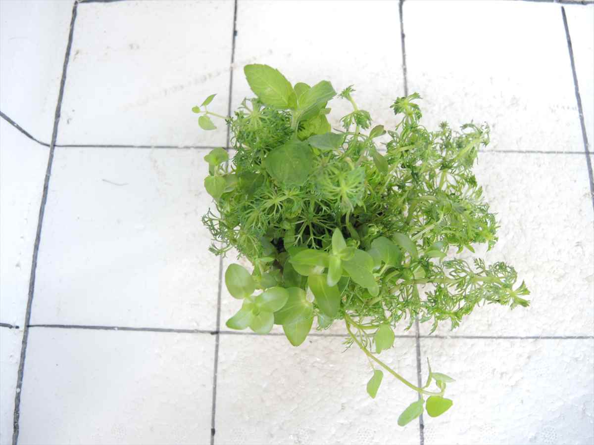 侘び草かおるNo.2の写真3