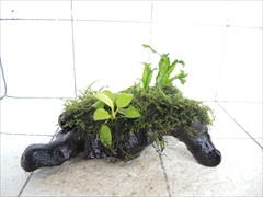 アヌビアス+ミクロソリウム+モス付流木02