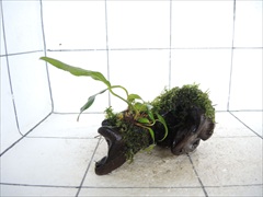 アヌビアス+モス付流木04