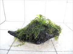 アヌビアス+モス付流木05