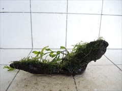 ボルビティス+ミクロソリウム+モス付流木06