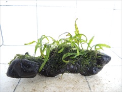 ミクロソリウム+モス付流木09