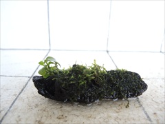 アヌビアス+モス付流木10