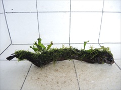 ミクロソリウム+モス付流木11