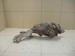 ホーンウッド1217