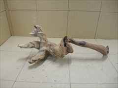 ホーンウッド1219