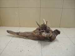 ホーンウッド1225