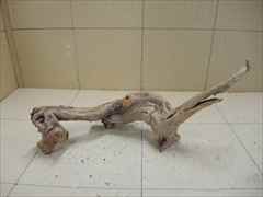 ホーンウッド1226