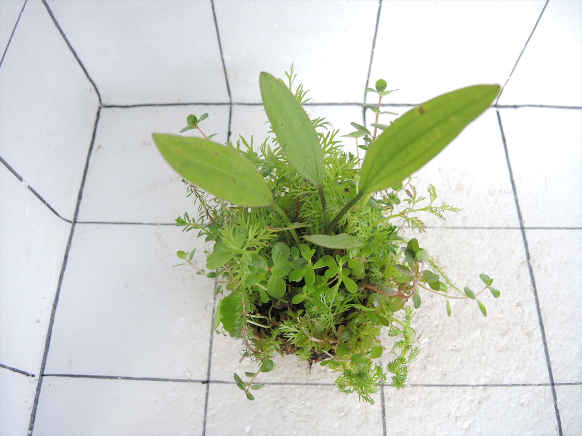 侘び草エキノMIX No.6の写真3