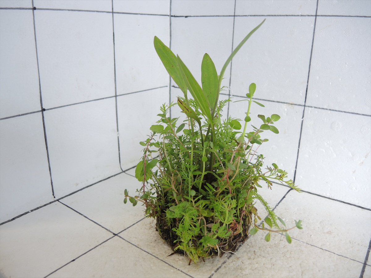 侘び草エキノMIX No.6の写真4