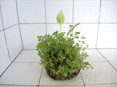 侘び草エキノMIX No.7