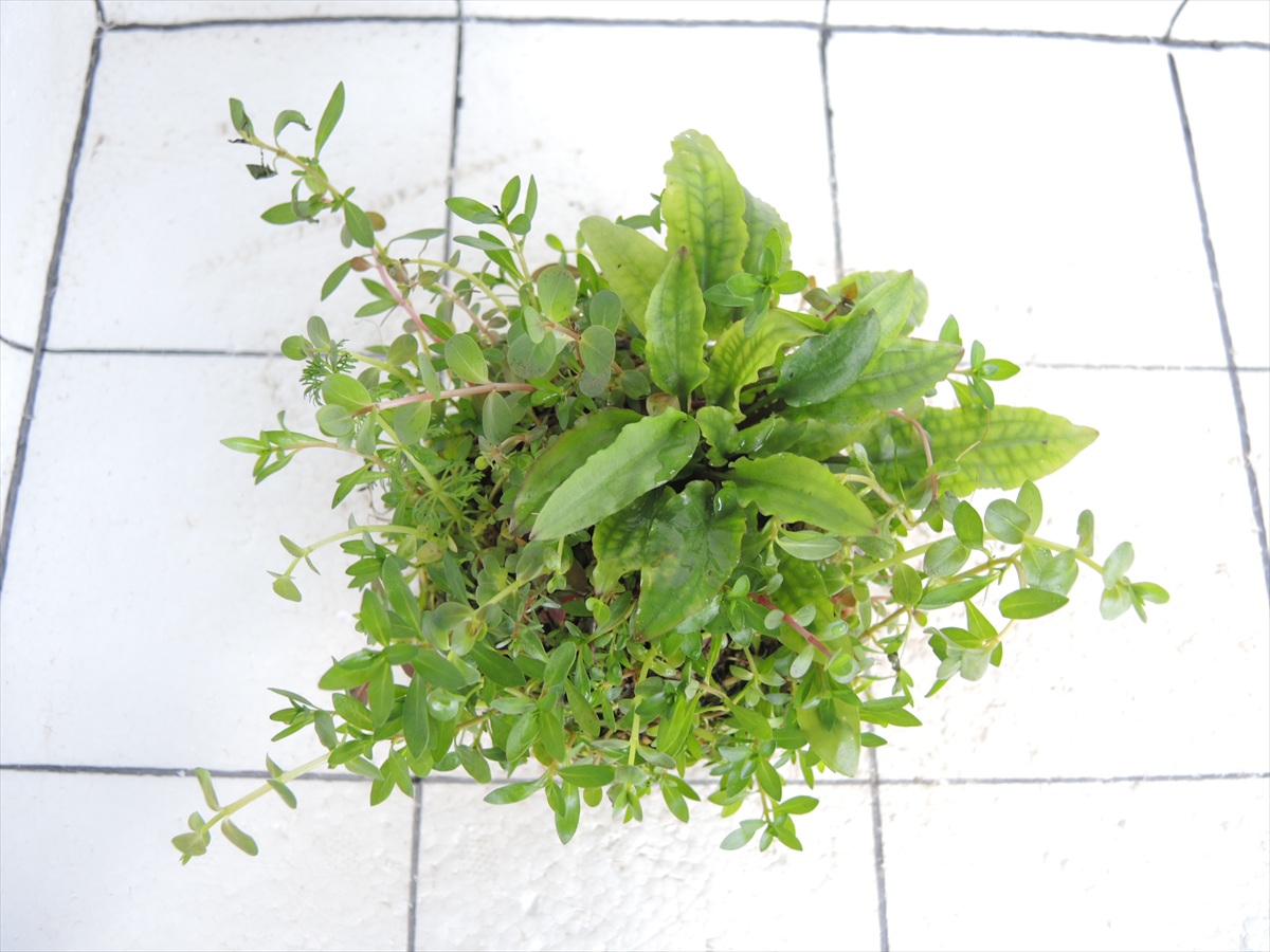 侘び草クリプトMIX No.3の写真3