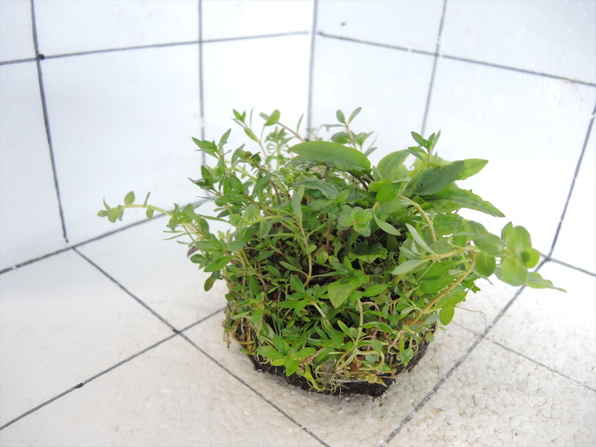 侘び草クリプトMIX No.3の写真4