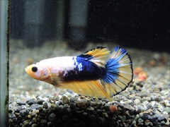 ベタ プラカット イエローファンシー オス