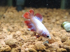 ベタ クラウンテール メス No.1