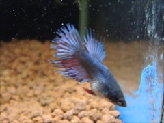 ベタ クラウンテール メス No.3