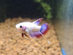 ベタ クラウンテール メス No.4