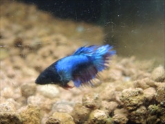 ベタ クラウンテール メス No.5