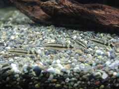 ドワーフボティア