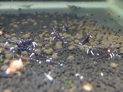 ホワイトグローブシュリンプ