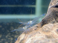 ブルーレッグポソシュリンプ