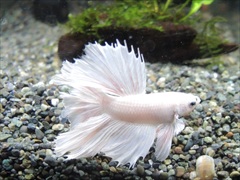 ベタ ハーフムーン プラチナホワイト No.2