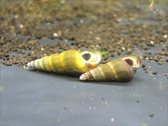 ラビットスネール