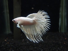 ベタ クラウンテール プラチナホワイト オス