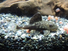 ホワイトテールパナクエ