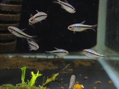 インペリアルラピステトラ