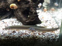 クーリーローチ ブラック 2匹セット